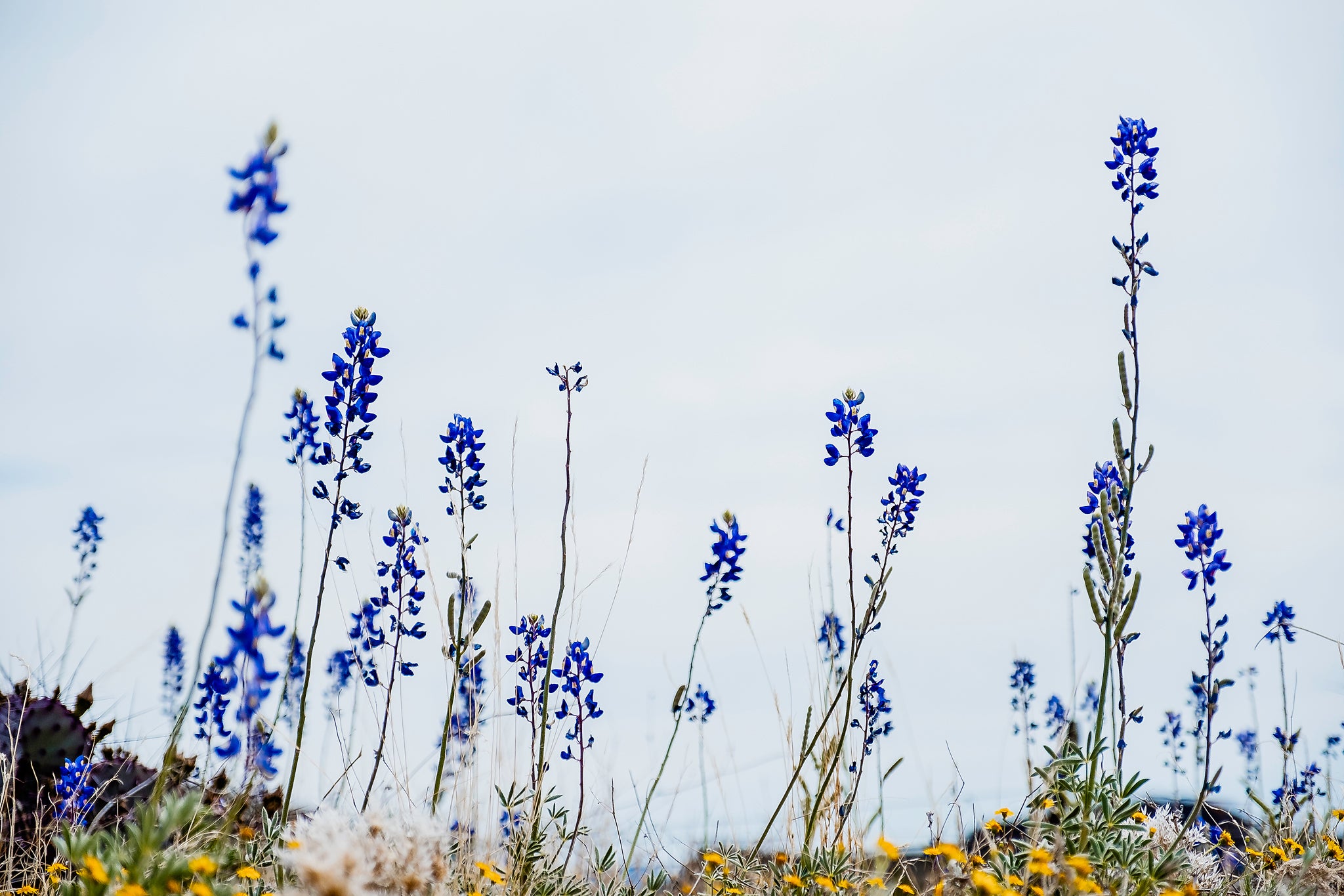 Bluebonnets against a clear sky